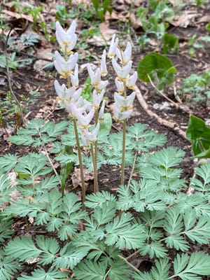 Dutchman's breeches do best in shady spots with dapped sunlight.