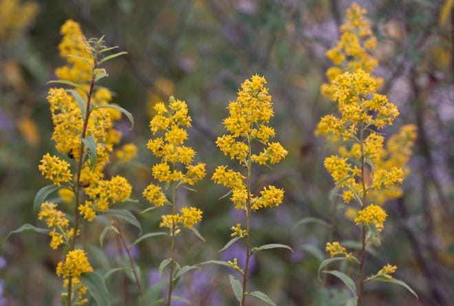 The aptly named showy goldenrod, a threatened species in Ohio.
