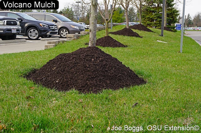 Volcano mulching will eventually kill trees and shrubs.