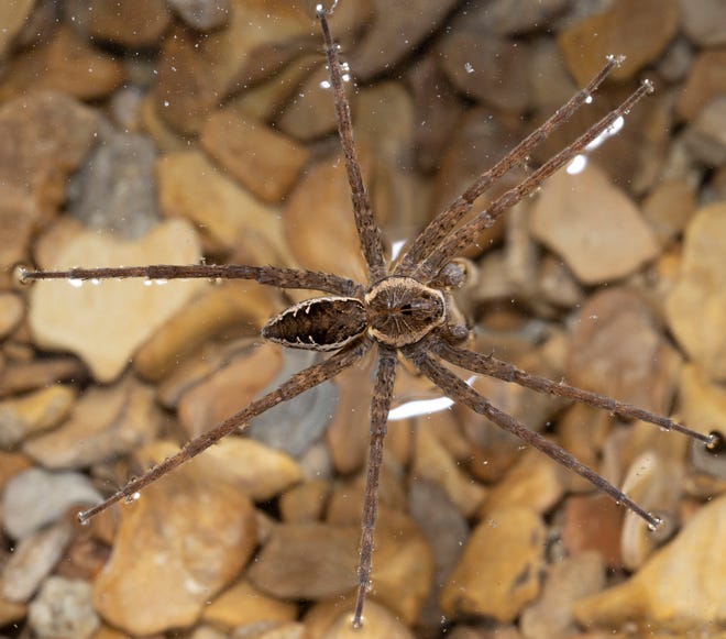 A female-banded fishing spider floats on the water.