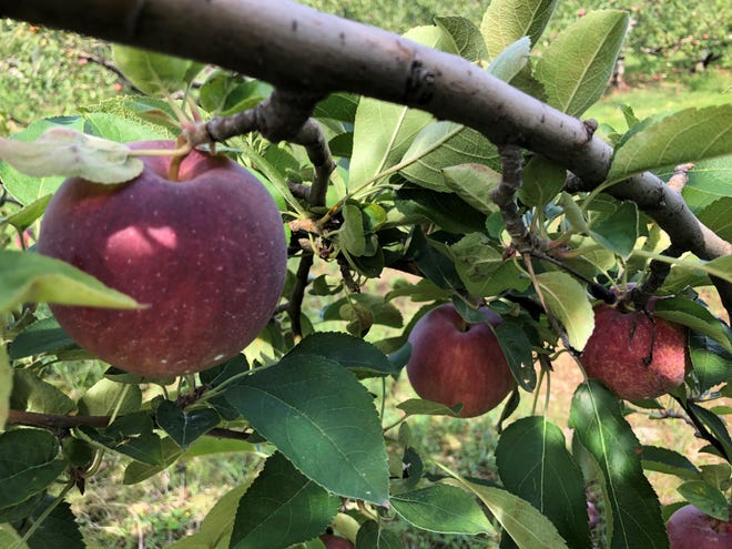 Apple trees can be a welcome addition to home landscapes.